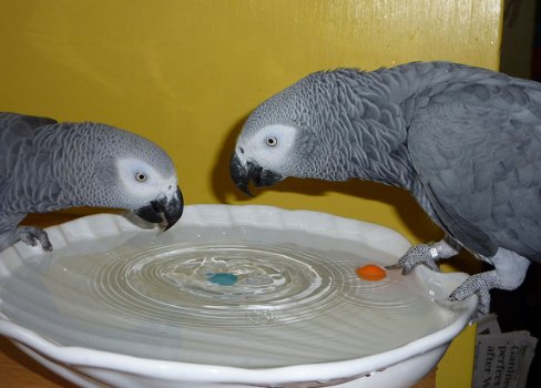 Mooie Afrikaanse grijze papegaaien klaar - 3