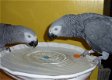 Mooie Afrikaanse grijze papegaaien klaar - 3 - Thumbnail