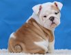 Prachtige Engelse Bulldog-puppy's beschikbaar - 1 - Thumbnail