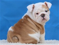 Prachtige Engelse Bulldog-puppy's beschikbaar