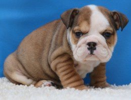 Prachtige Engelse Bulldog-puppy's beschikbaar - 2