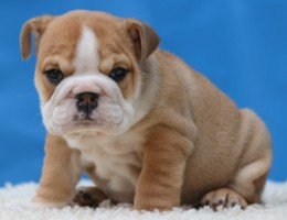 Prachtige Engelse Bulldog-puppy's beschikbaar - 3