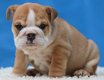 Prachtige Engelse Bulldog-puppy's beschikbaar - 3 - Thumbnail