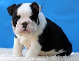 Prachtige Engelse Bulldog-puppy's beschikbaar - 4