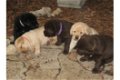 Aanbiddelijke Labrador Retrieverpuppy voor goedkeuring - 1 - Thumbnail