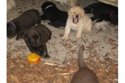 Aanbiddelijke Labrador Retrieverpuppy voor goedkeuring - 2