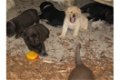 Aanbiddelijke Labrador Retrieverpuppy voor goedkeuring - 2 - Thumbnail