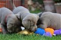 Aanbiddelijke Labrador Retrieverpuppy voor goedkeuring - 3 - Thumbnail