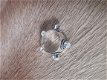 Handgemaakte zwaar verzilverde Maansteen ring 2 - 1 - Thumbnail