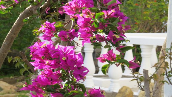 Villa Violetta Algarve vakantiehuis met uitzicht op zee - Afbeelding 8