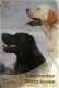 Labrador Retriever, Diana Van Houten - 1 - Thumbnail