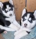 Siberische husky pups - 1 - Thumbnail