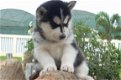 Siberische husky pups - 2 - Thumbnail