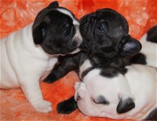 Franse Bulldog pups.