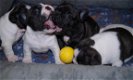 Franse Bulldog pups. - 2 - Thumbnail