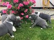 Amerikaanse Staaffordshire Terrier pups - 1 - Thumbnail
