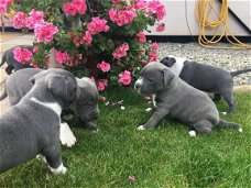 Amerikaanse  Staaffordshire Terrier  pups