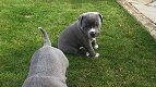 Amerikaanse Staaffordshire Terrier pups - 2 - Thumbnail
