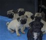 Mops pups beschikbaar - 1 - Thumbnail