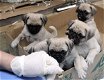 Mops pups beschikbaar - 2 - Thumbnail