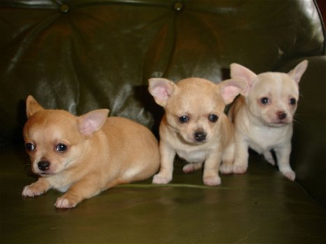 Chihuaha pups - 1