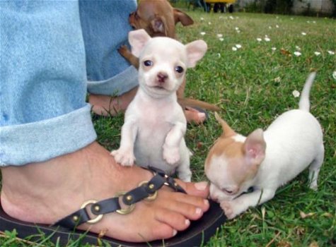 Chihuaha pups - 2