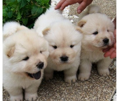 Chow Chow Pups - 1