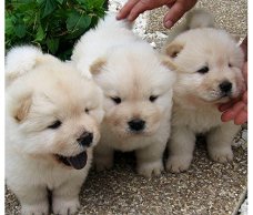 Chow Chow Pups