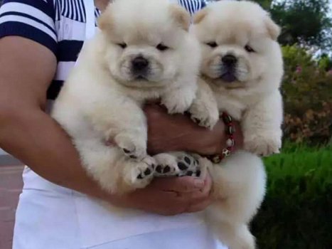 Chow Chow Pups - 2