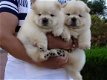 Chow Chow Pups - 2 - Thumbnail