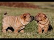 Schattige Shar Pei pups - 2 - Thumbnail
