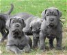 Rasechte Napolitaanse Mastiff pups - 1 - Thumbnail