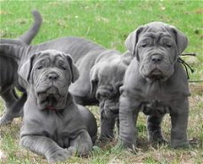 Rasechte Napolitaanse Mastiff pups