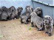 Rasechte Napolitaanse Mastiff pups - 2 - Thumbnail