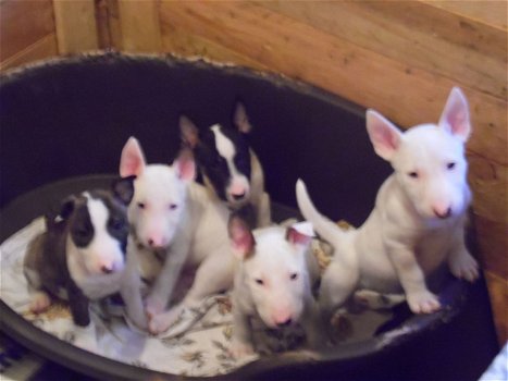 Bull Terrier pups prachtig koppel - 1