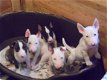 Bull Terrier pups prachtig koppel - 1 - Thumbnail