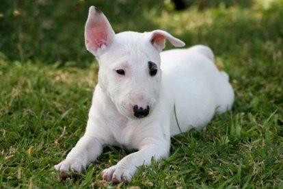 Bull Terrier pups prachtig koppel - 2