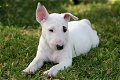 Bull Terrier pups prachtig koppel - 2 - Thumbnail