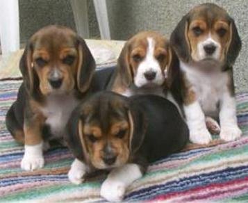 Beagle pups - 1