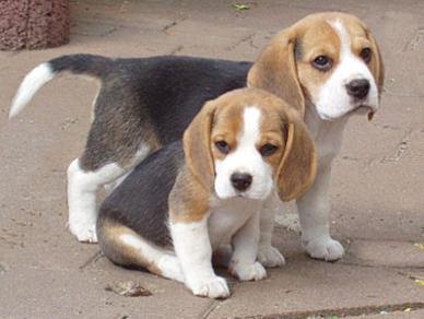 Beagle pups - 2