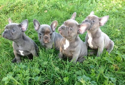 Blauwe Franse bulldog pups met stamboom te koop. - 1