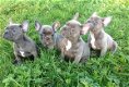 Blauwe Franse bulldog pups met stamboom te koop. - 1 - Thumbnail