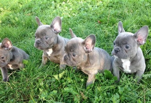 Blauwe Franse bulldog pups met stamboom te koop. - 2