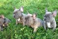 Blauwe Franse bulldog pups met stamboom te koop. - 2 - Thumbnail