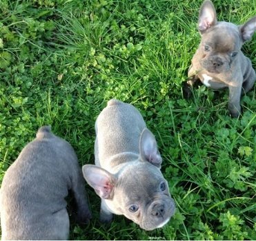 Blauwe Franse bulldog pups met stamboom te koop. - 3