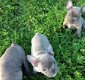 Blauwe Franse bulldog pups met stamboom te koop. - 3 - Thumbnail