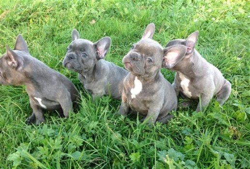 Blauwe Franse bulldog pups met stamboom te koop. - 4