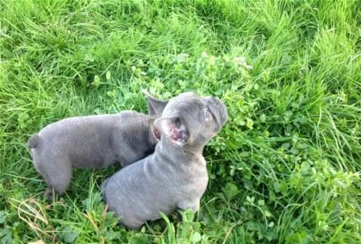 Blauwe Franse bulldog pups met stamboom te koop. - 5