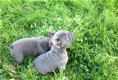 Blauwe Franse bulldog pups met stamboom te koop. - 5 - Thumbnail