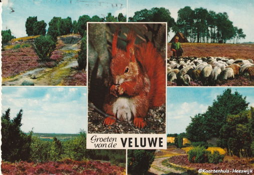 Groeten van de Veluwe 916 - 1